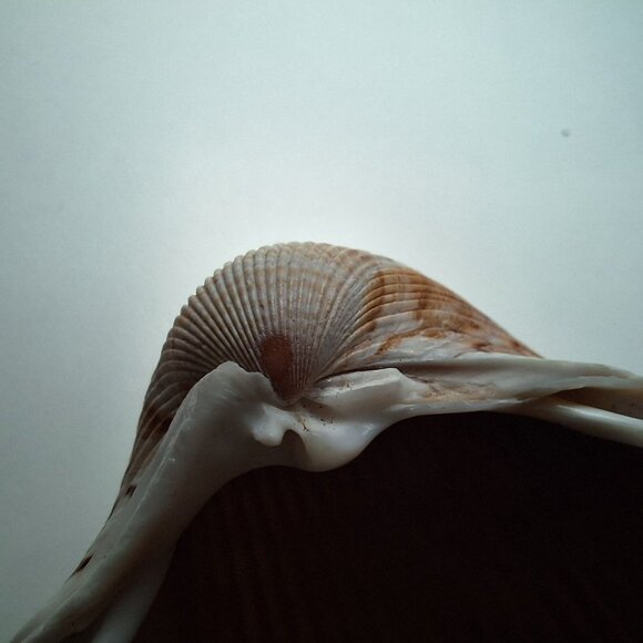 Half Clam Shell Open Trinket Tray 3.5 Inches Ocean Sea Nautical Beach - Picture 7 of 9